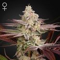 Chemical Bride (Greenhouse Seeds) Feminiserede