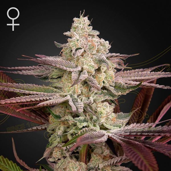 Chemical Bride (Greenhouse Seeds) Feminiserede
