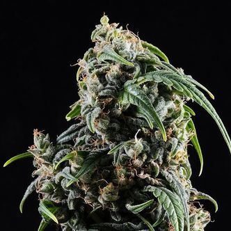 CBDV Auto (Kannabia) feminiserede cannabisfr&oslash;