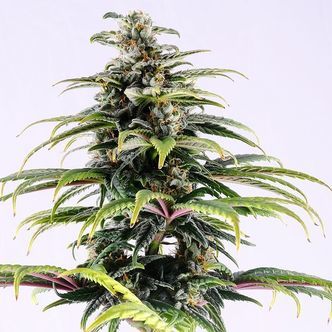 CBG Auto (Kannabia) feminiserede cannabisfr&oslash;