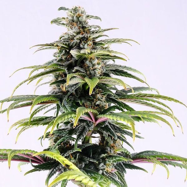CBG Auto (Kannabia) Feminiserede