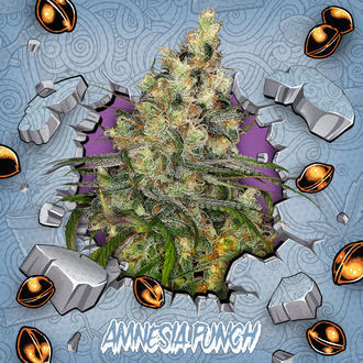 Amnesia Punch (Ripper Seeds x Zamnesia) Feminiserede