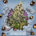 Amnesia Punch (Ripper Seeds x Zamnesia) Feminiserede