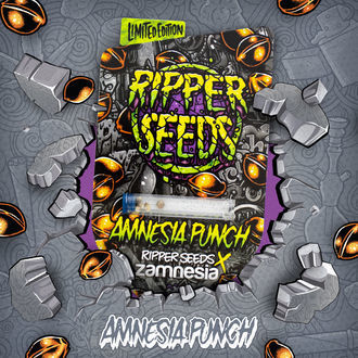 Amnesia Punch (Ripper Seeds x Zamnesia) Feminiserede