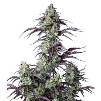 Mimosa Cake Auto (FastBuds) feminiserede cannabisfr&oslash;