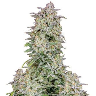 Forbidden Runtz Auto (FastBuds) feminiserede cannabisfr&oslash;