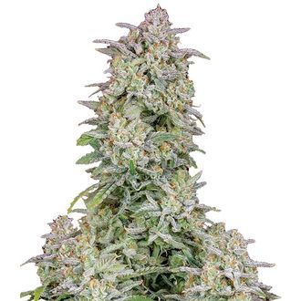 Forbidden Runtz Auto (FastBuds) Feminiserede