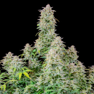 Forbidden Runtz Auto (FastBuds) Feminiserede