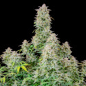 Forbidden Runtz Auto (FastBuds) Feminiserede