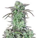Strawberry Banana Auto (FastBuds) Feminiserede