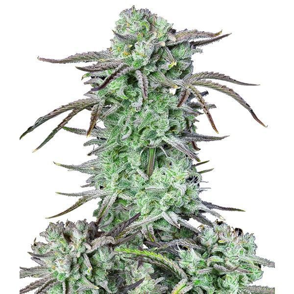 Strawberry Banana Auto (FastBuds) Feminiserede