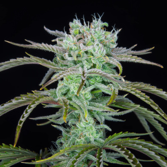 Strawberry Banana Auto (FastBuds) Feminiserede