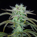 Strawberry Banana Auto (FastBuds) Feminiserede