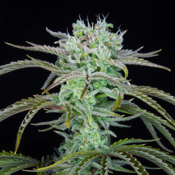 Strawberry Banana Auto (FastBuds) Feminiserede