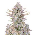 Purple Punch Auto (FastBuds) Feminiserede