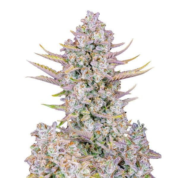 Purple Punch Auto (FastBuds) Feminiserede