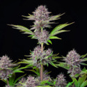 Purple Punch Auto (FastBuds) Feminiserede