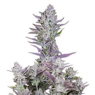 Wedding Glue Auto (FastBuds) Feminiserede