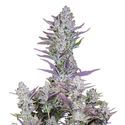 Wedding Glue Auto (FastBuds) Feminiserede