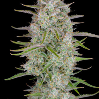 Wedding Glue Auto (FastBuds) Feminiserede