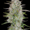 Wedding Glue Auto (FastBuds) Feminiserede