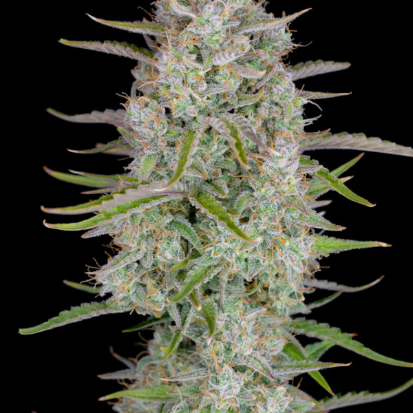 Wedding Glue Auto (FastBuds) Feminiserede