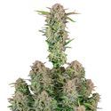 Bruce Banner Auto (FastBuds) Feminiserede