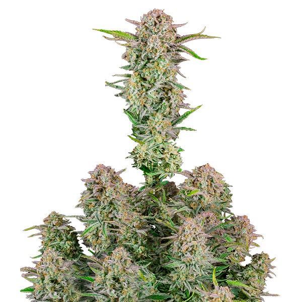 Bruce Banner Auto (FastBuds) Feminiserede