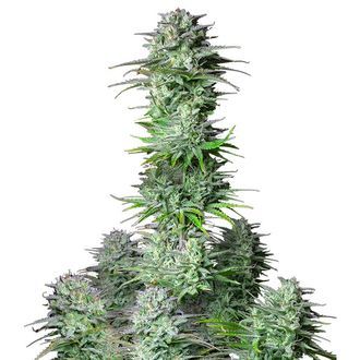 Kosher Cake Auto (FastBuds) Feminiserede
