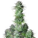 Kosher Cake Auto (FastBuds) Feminiserede