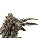 Chocolate Sherbet (Growers Choice) Feminiserede