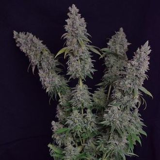 Octane Fire (Growers Choice) Feminiserede