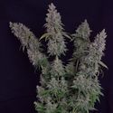 Octane Fire (Growers Choice) Feminiserede