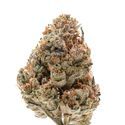 Octane Fire (Growers Choice) Feminiserede