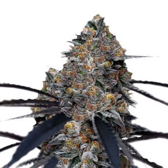 San Fernando Valley x The Purps (Growers Choice) feminiserede cannabisfr&oslash;