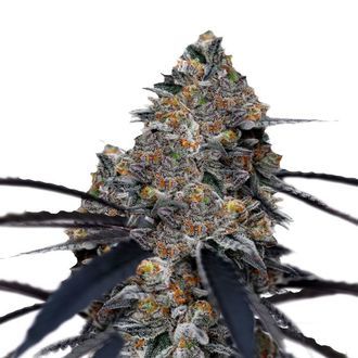 San Fernando Valley x The Purps (Growers Choice) Feminiserede