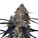 San Fernando Valley x The Purps (Growers Choice) Feminiserede
