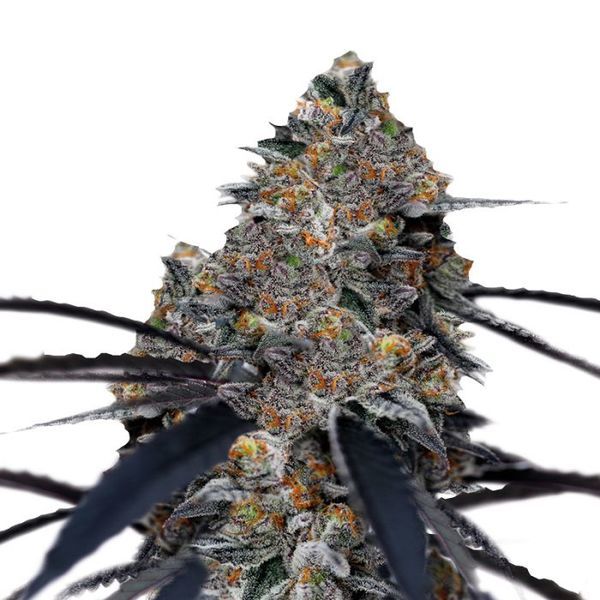 San Fernando Valley x The Purps (Growers Choice) Feminiserede