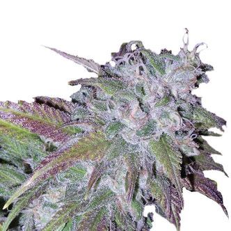 Silver Grape Sherbet (Growers Choice) feminiserede cannabisfr&oslash;