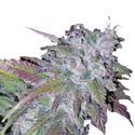 Silvergrape Sherbet (Growers Choice) Feminiserede