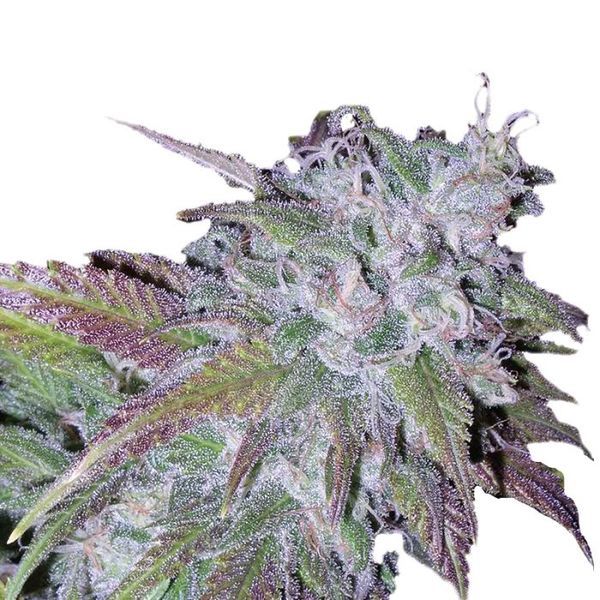 Silvergrape Sherbet (Growers Choice) Feminiserede