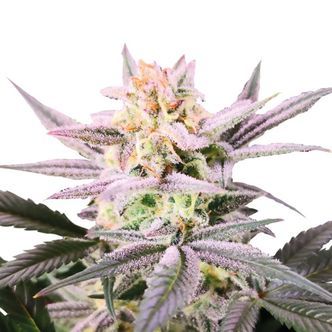 Watermelon Weddingcake (Growers Choice) feminiserede