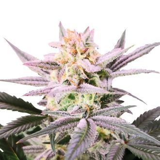 Watermelon Weddingcake (Growers Choice) Feminiserede