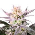 Watermelon Weddingcake (Growers Choice) Feminiserede