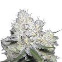 Wedding Cake x Frosty Gelato (Growers Choice) Feminiserede