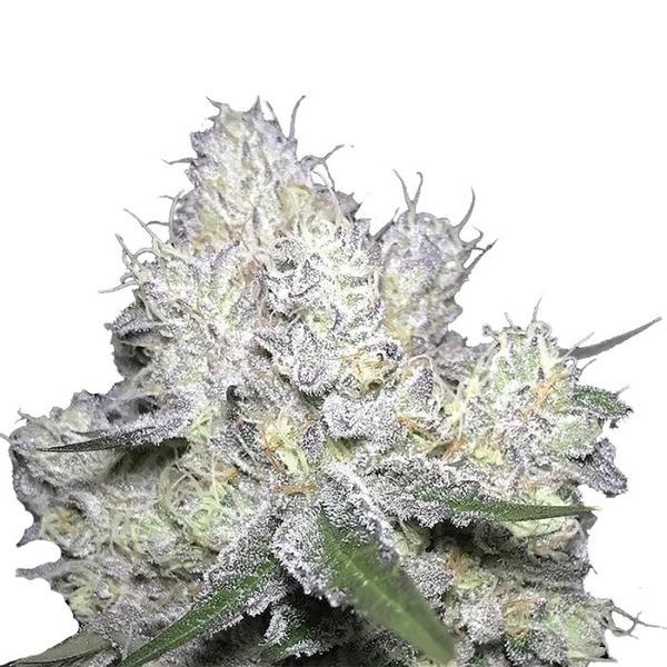 Wedding Cake x Frosty Gelato (Growers Choice) Feminiserede