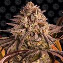 Blue Sunset Sherbert (Barney's Farm) Feminiserede