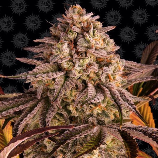 Blue Sunset Sherbert (Barney's Farm) Feminiserede