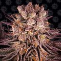 Mimosa x Orange Punch (Barney's Farm) Feminiserede