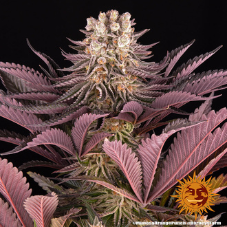 Mimosa x Orange Punch (Barney's Farm) Feminiserede